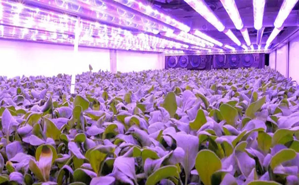 植物工厂